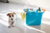 Para aprender como tirar cheiro de cachorro de casa, não esqueça de deixar o pet em segurança