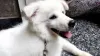 Raça de cachorro Pastor Maremano precisa ter os pelos escovados