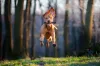 Foto engraçada de cachorro: brincadeiras do dia a dia podem gerar ótimos clicks