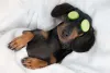 Fotos de cachorros engraçados: carisma dos animais para as fotografias é inegável