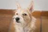 Fotos de cachorros engraçados: doguinho desconfiado pode ser muito divertido