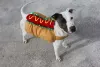 Fotos de cachorros engraçados: fantasias são diversão garantida