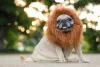 Fotos engraçadas de cachorros sorrindo e usando fantasia são as melhores