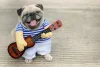 Fotos engraçadas de cachorros sorrindo: alegria para o tutor e para o pet