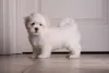 Shih Tzu: cores sólidas podem aparecer, como é o caso do Shih Tzu branco