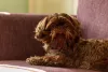 Outro exemplo de cores de Shih Tzu sólidas é o fígado ou marrom