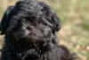 Shih Tzu: cores raras, como o preto, é uma possibilidade
