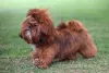 Dentre as opções sólidas de cores, Shih Tzu vermelho traz um tom mais vívido