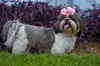 As cores do Shih Tzu cinza e branco também são comuns