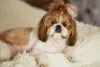 A cor de Shih Tzu mais procurada é a combinação de branco com marrom (fígado)