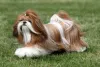O Shih Tzu branco com vermelho é um dos padrões de cores mais bonitos
