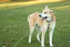 Para ter um Rottweiler branco, o pet deriva do cruzamento de outras raças, como Husky