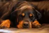 O Rottweiler marrom é a outra variação de cor além do preto