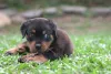 O Rottweiler marrom é puro charme desde filhote