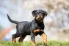 Rottweiler Alemão tem corpo robusto e musculoso