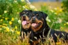 Rottweiler: cabeça de touro é uma das denominações da versão alemã que tem a cabeça maior