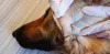 Doença do carrapato: cachorro precisa viver em ambientes livres de parasitas