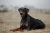 O Doberman é um cachorro grande preto com forte instinto protetor