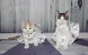 A roupa de gato no modelo vestido fica um charme nas fêmeas. Mas cuidado para não deixá-la desconfortável ou atrapalhar a movimentação