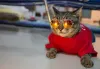 Existem dicas de como fazer roupa para gato com camiseta super fáceis