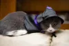A roupinha para gato de bruxa é uma ótima fantasia para os bichanos