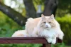O gato Norueguês da Floresta gosta de ficar em lugares altos
