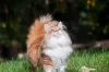 O gato Norueguês da Floresta tem personalidade curiosa e ama explorar os ambientes