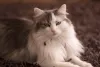 O gato Norueguês da Floresta tem uma aparência selvagem com sua juba característica