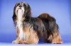 O Lhasa Apso tem a pelagem longa e densa como uma de suas principais características