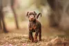 Doberman filhote na floresta