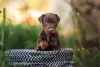 Doberman filhote dentro de pneu
