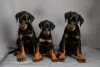 Três Dobermans filhotes