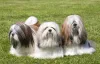 O cachorro Lhasa Apso é um dos que mais precisam da tosa higiênica no dia a dia