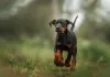 Doberman caminhando pela grama