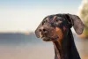 Doberman olhando para o horizonte