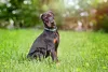 Doberman sentado na grama