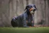 Doberman com bolinha na boca