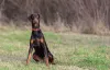 Doberman sentado ao ar livre