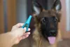 Dirofilariose Canina: é importante prevenir a doença com o uso de medicamentos específicos