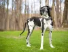 Maior cachorro do mundo é da raça Dogue Alemão