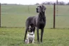 A diferença de tamanho entre um Dogue Alemão e um cão menor, como Bulldog, é gigante