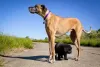 O maior cachorro do mundo tem um temperamento muito dócil e afetuoso