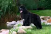 Terra Nova é um cachorro bem peludinho e fofo com um tamanho surpreendente
