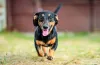 Dachshund andando com a língua de fora