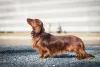 Dachshund pelo longo visto de lado
