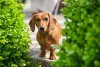 Dachshund caramelo entre arbustos