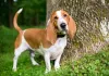 Basset Hound em pé perto de tronco