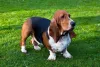Basset Hound em cima de gramado