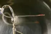 Verme em cachorro: as filárias podem evoluir na corrente sanguínea do animal, atingindo a forma adulta em até um ano.
