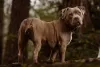 American Bully marrom olhando para trás